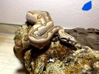 Boa constrictor - 5