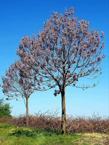 Paulownia Agát Obelisk a iné - 5