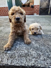 Goldendoodle - 5