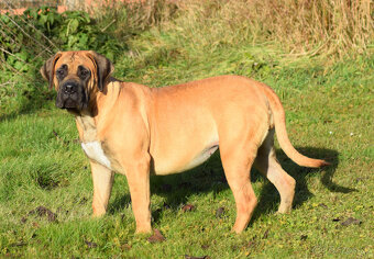 búrský buldok- boerboel-feny-garance zdravých kloubů - 5