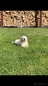 Zlaty retriever-Golden retriever - 5