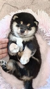 Shiba Inu - 5