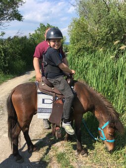 Welsh pony valach na predaj - 5