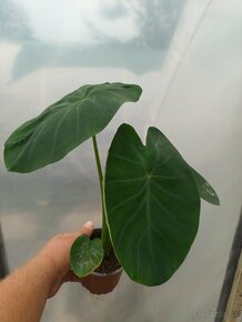 Kolokazia - Colocasia esculenta - Slonie ucho - 5