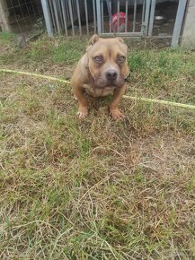 American bully pocket - 5