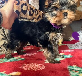 Yorkshire terrier s PP, York, Jork FCI - 5