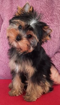 YORKSHIRE TERRIER - 5