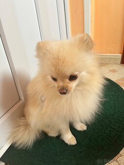 POMERANIAN - 5