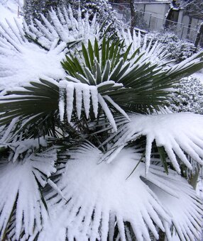 Palmové semená . Trachycarpus fortunei - 5