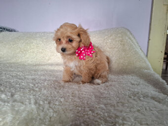 Maltipoo - 5