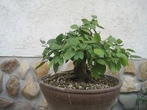 bonsai,bonsaj-javor shohin - 5