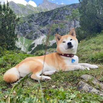 Shiba inu  s PP - 5