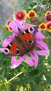 Echinacea purpurea – ružová - 5