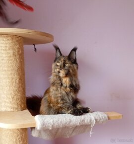 Maine Coon s PP - 5