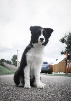 Border Kólia šteniatka Plánovaný vrh - Border Collie puppies - 5