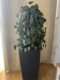 Krásna zelená izbová rastlina - 5