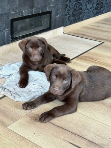 Čistokrevná štěňata labrador ihned hňědé kluky - 5