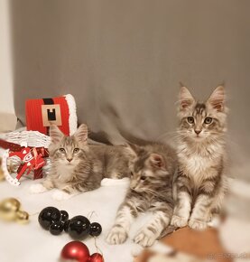 Mainska mývalia, maine coon, MCO - 5