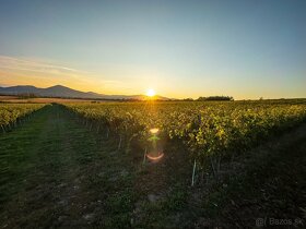 Na predaj jedinečné Tokajské vinice aj s celou firmou - 5