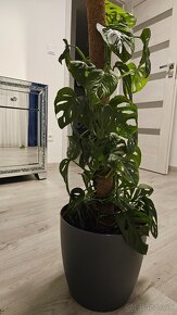 Monstera adansonii 0,5m vysoká - 5