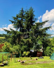 Ošetrenie stromov a rizikové orezy a vyruby - 5