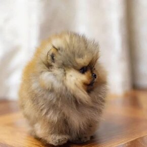 Pomeranian mini Boo - 5