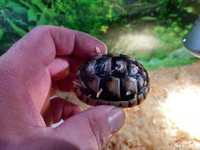 Korytnačka žltočierna / testudo marginata - 5