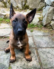 Predám šteňatá belgického ovčiaka MALINOIS s PP - 5