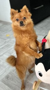 Pomeranian fenka - 5