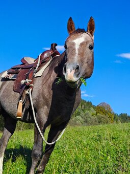 Pripuštanie American Quarter Horse ,QH , AQH - 5