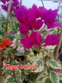 Bougainvillea,( bougainvillea, bugenvilea, bugenvila ) - 5