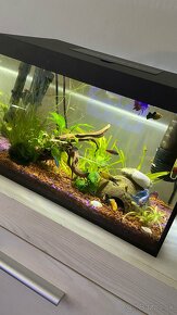 Predam komplet 25l akvarium s vybavenim aj s rybami - 5