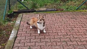 Welsh Corgi Pembroke s PP - 5