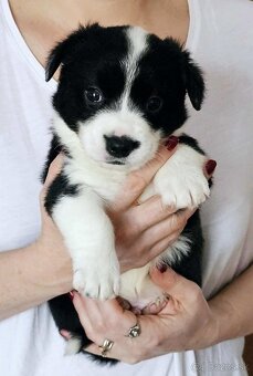 Prodám štěňata Welsh Corgi Cardigan s PP - 5