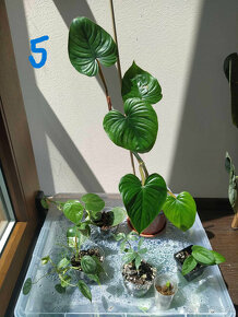 Izbové rastliny - set podľa fotiek - 5