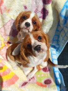 Cavalier, Cavalier king charles spaniel, Kavalier - 5