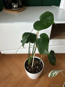 Monstera deliciosa / albo variegated - 5