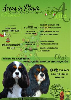 Cavalier King Charles Spaniel - 5