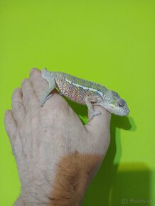 Chameleon Pardali najfarebnejši druh - 5