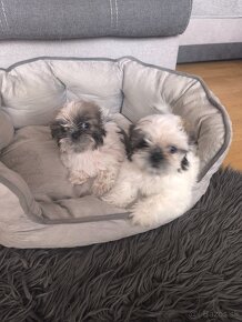 Predám šteniatka Shi-tzu ši-cu šicu shihtzu - 5