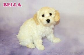 Maltipoo - 5