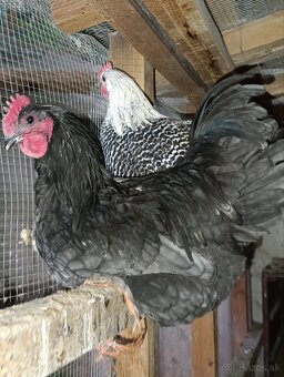 Australorp modra ,kohut - 5