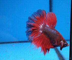 Bojovnice- Betta splendens - 5