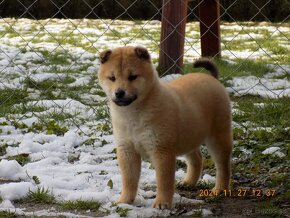 Shiba inu - 5