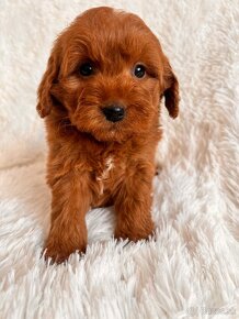 Goldendoodle mini - 5