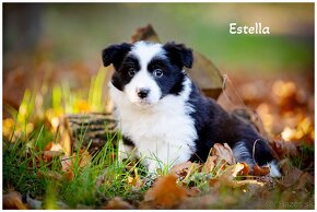 Border Collie Border Kolia s PP FCI - 5