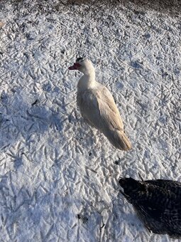 Araucana, plymutka, kačica Barbaria - 5