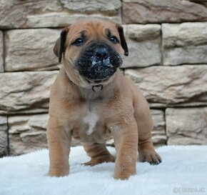 Boerboel - štěňata s PP (FCI) - 5