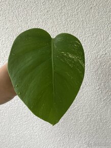 Monstera deliciosa ‘Albo-Variegata’ - 5