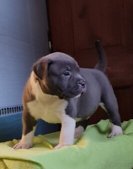 American Bully XL - 5